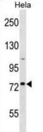 GOLGA8H Antibody
