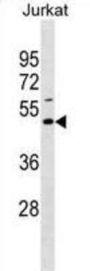 EAF1 Antibody