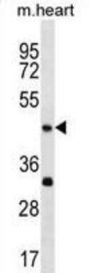 Actin Like 7B (Actl7b) Antibody