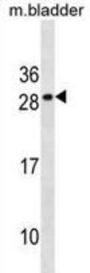 Apolipoprotein M (Apom) Antibody