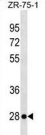 Killer Cell Lectin-Like Receptor Subfamily F Member 2 (KLRF2) Antibody