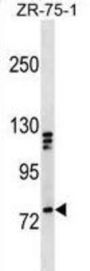 Kinesin-Like Protein KIF3A (KIF3A) Antibody