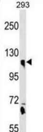 Calsyntenin 1 (CLSTN1) Antibody
