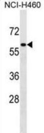 Zinc Finger Protein 37A (ZNF37A) Antibody