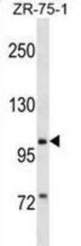 PIWIL2 Antibody