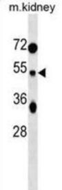 TUFT1 Antibody
