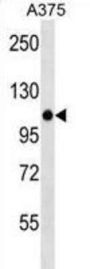 Zinc Finger Protein 729 (ZNF729) Antibody