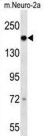 Mouse Dcc Antibody