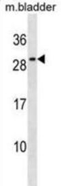Mouse Il27 Antibody