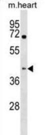 Mouse Khdrbs1 Antibody