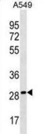 PEBP4 Antibody
