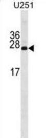 Pdgfa Associated Protein 1 (PDAP1) Antibody