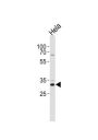 CCND1 Antibody
