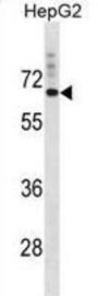 SVOP Antibody