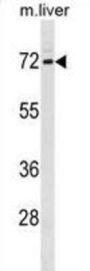 Fragile X Mental Retardation, Autosomal Homolog 1 (FXR1) Antibody