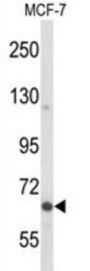 MAP2 Antibody
