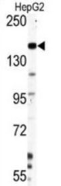 Nestin Antibody
