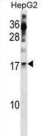 POLR2H Antibody