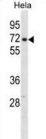 Cleavage And Polyadenylation Specificity Factor Subunit 6 (CPSF6) Antibody