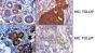 TOLLIP Antibody