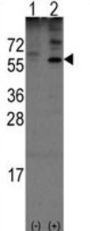 Olfactomedin 1 (Olfm1) Antibody