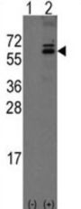 Olfactomedin 1 (Olfm1) Antibody