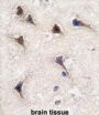 SEMA6A Antibody