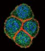Hepatocyte Nuclear Factor 4 Alpha (HNF4A) Antibody
