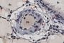 Replication Factor C Subunit 2 (RFC2) Antibody