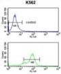 Small Nuclear Ribonucleoprotein Polypeptide C (SNRPC) Antibody