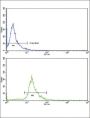 Endoglin / CD105 (ENG) Antibody