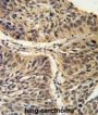 T-Complex Protein 1 Subunit Gamma (CCT3) Antibody