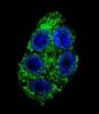 Dimethylarginine Dimethylaminohydrolase 1 (DDAH1) Antibody