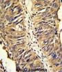 Protein Disulfide Isomerase A3 (PDIA3) Antibody