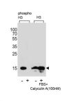 HIST1H3B3 (pS10) Antibody