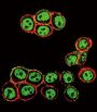 SMAD3 (pS208) Antibody