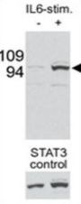 Signal Transducer and Activator of Transcription 3 Phospho-Ser727 (STAT3 pS727) Antibody