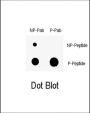 Wee1 (pS123) Antibody