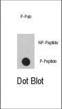 P300 (phospho-Ser1834) Antibody