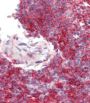 P300 (phospho-Ser1834) Antibody