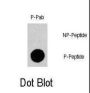 Gab1 (pY659) Antibody