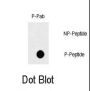 FAS (pY291) Antibody