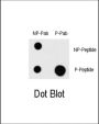 MAP3K1 (pT1383) Antibody