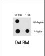 RAF1 (pS43) Antibody