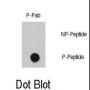 RAF1 (pS471) Antibody