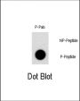 NR4A1 (pS351) Antibody