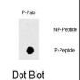 RAF1 (pT269) Antibody