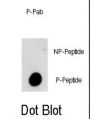 PI3KC3 (pS282) Antibody