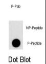 PI3KC3 (pS676) Antibody