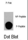 PI3KC3 (pS164) Antibody